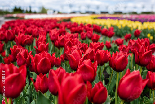 selective focus of red colorful tulips growing in field