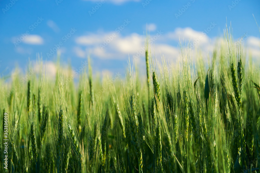 green wheat field on blue sky background green wheat field on blue sky background