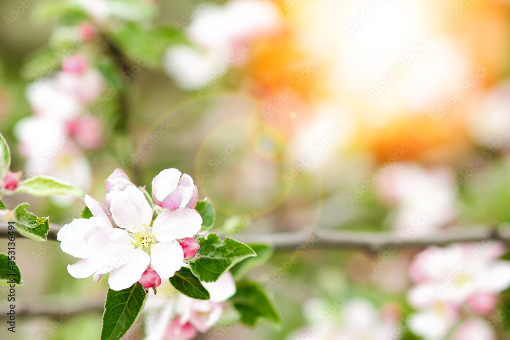 Fototapeta premium apple tree with flowers