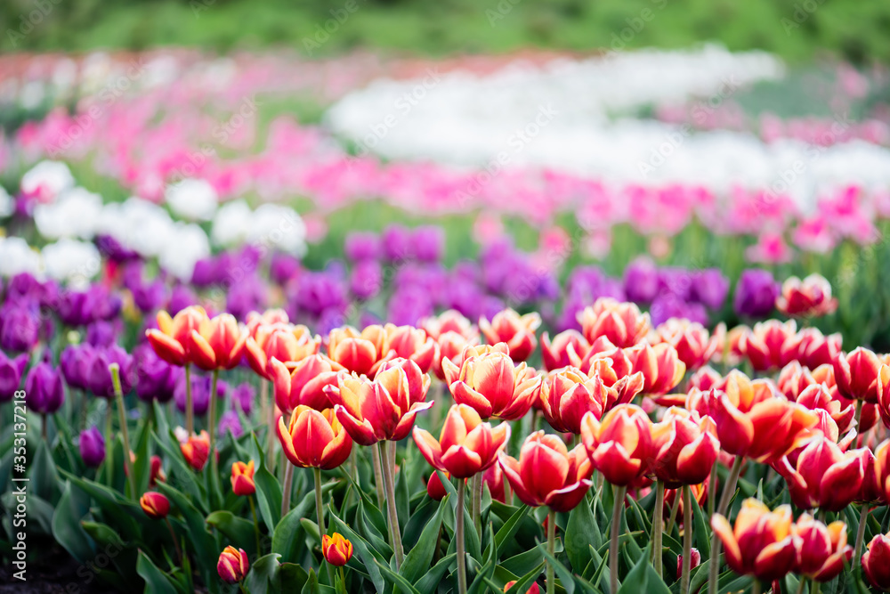 beautiful blooming colorful tulips field beautiful blooming colorful tulips field