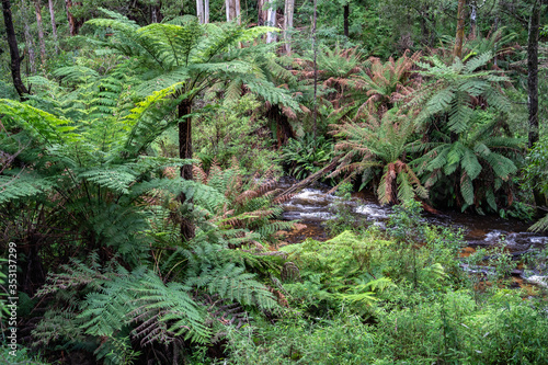 Toorongo river flowing through the Toorongo Falls Reserve, Victoria, Australia
