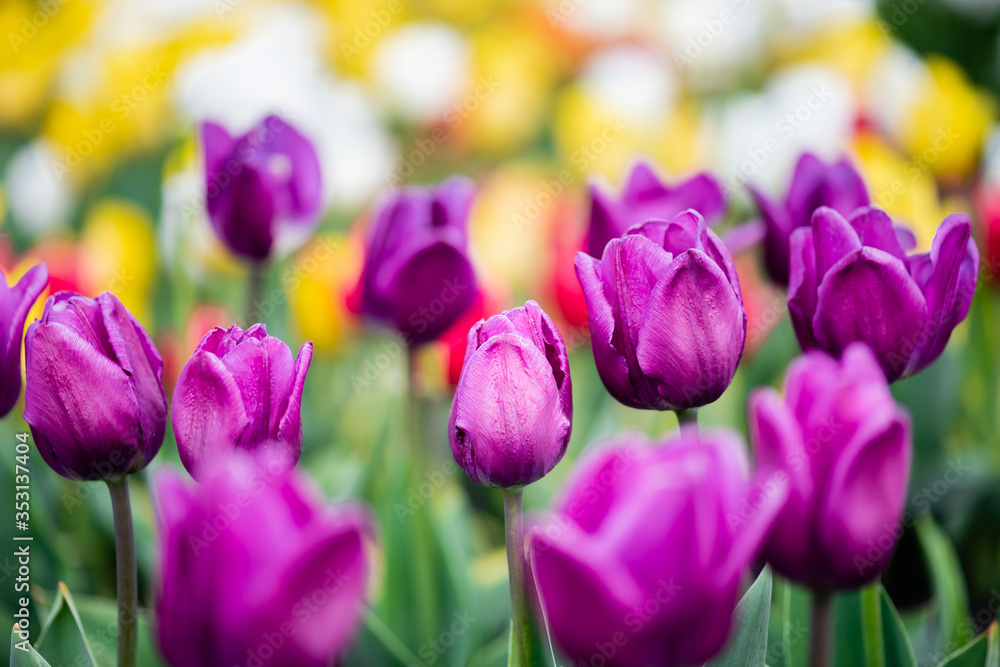 selective focus of purple colorful tulips selective focus of purple colorful tulips
