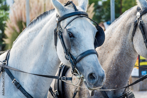 Close up of White Horse with Bridle Outdoor 