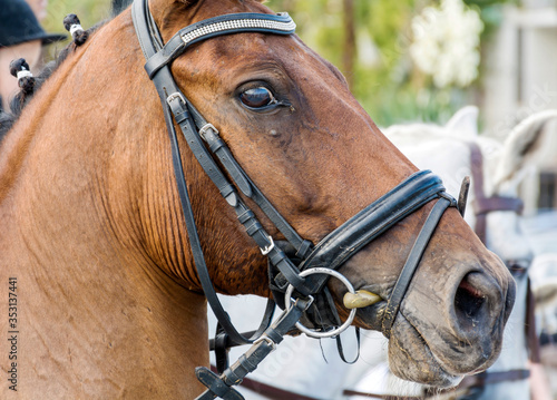 Close up of Brown Horse with Bridle Outdoor 