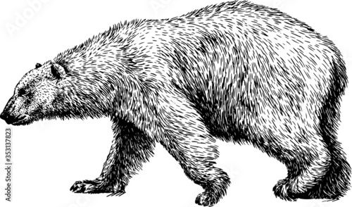 Hand drawn wild animal. Bear. Vector isolated on a transparent background