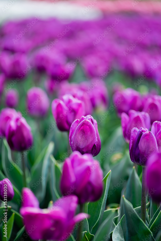 selective focus of beautiful purple colorful tulips