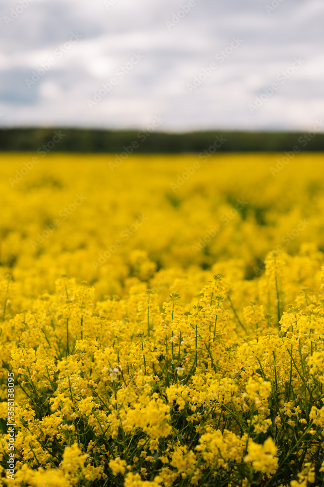 Amazing colorful landscape. A yellow field of flowering rapeseed against a blue sky with clouds. Amazing colorful landscape. A yellow field of flowering rapeseed against a blue sky with clouds.