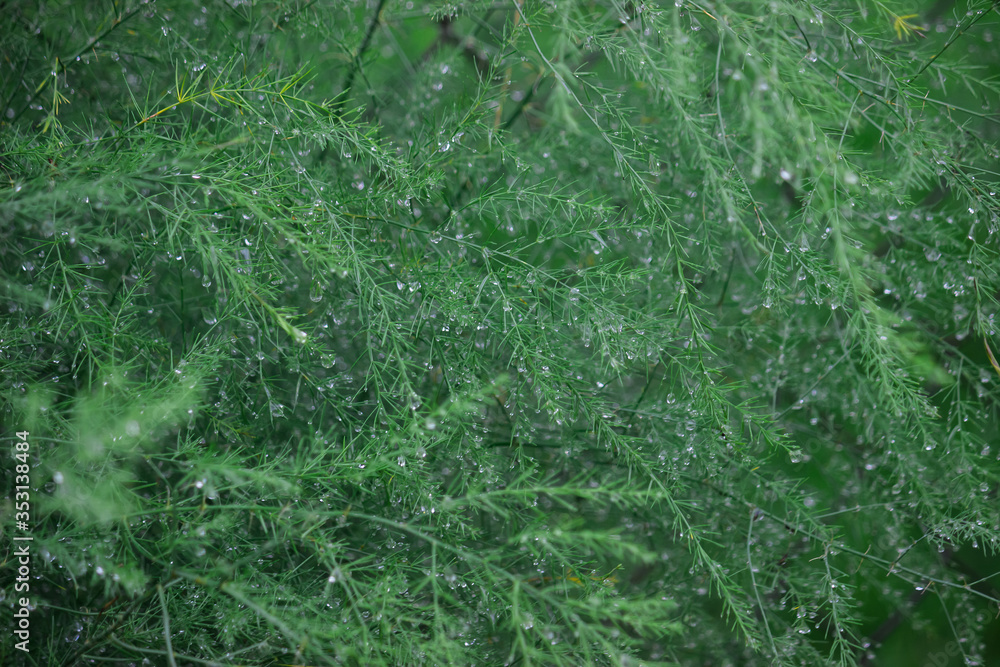 aspragus green leaves with water drops on a bush after rain aspragus green leaves with water drops on a bush after rain