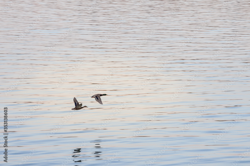 Two ducks, mallard, a female and a male, also called anas platyrhynchos, flying together over the water of a river at dusk, during the migration period