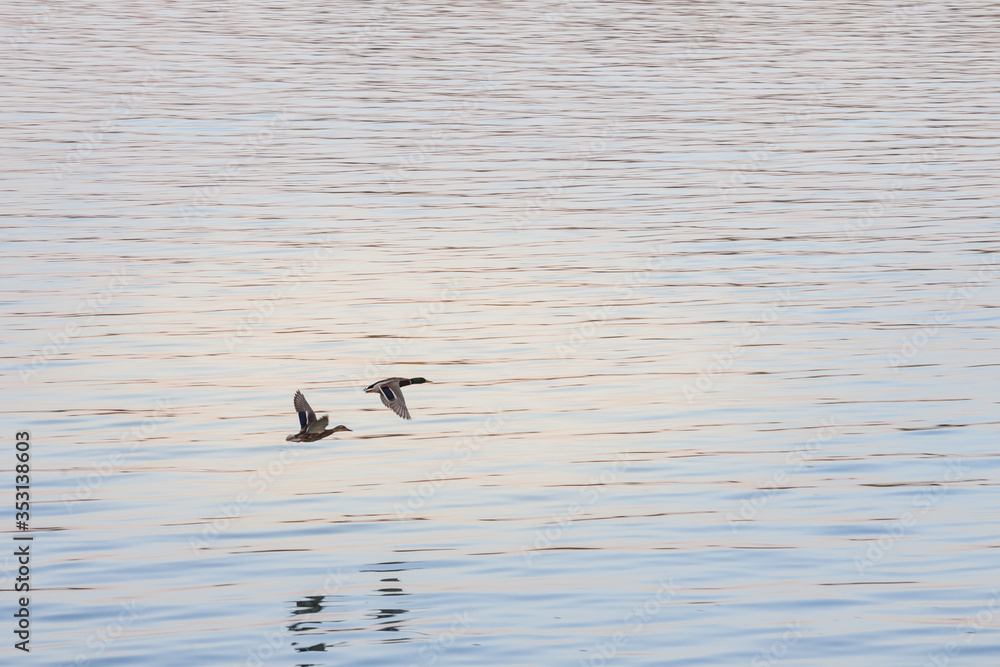 Two ducks, mallard, a female and a male, also called anas platyrhynchos, flying together over the water of a river at dusk, during the migration period Two ducks, mallard, a female and a male, also called anas platyrhynchos, flying together over the water of a river at dusk, during the migration period