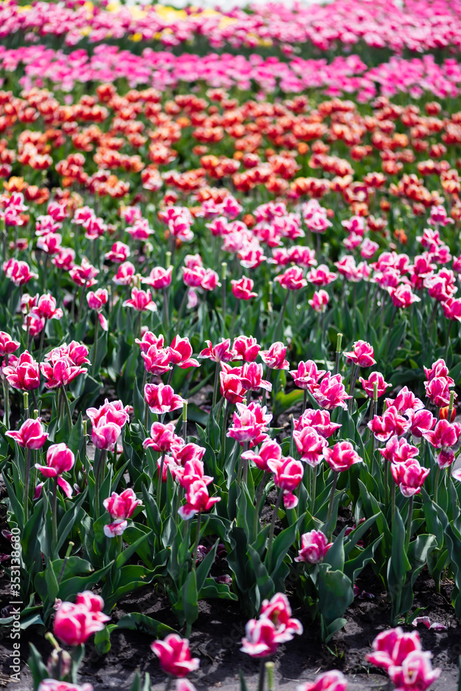 selective focus of beautiful colorful tulips growing in field selective focus of beautiful colorful tulips growing in field