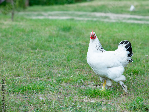 White chicken (hen) on a eco farm in the green grass