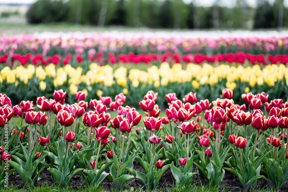selective focus of beautiful colorful tulips growing in field