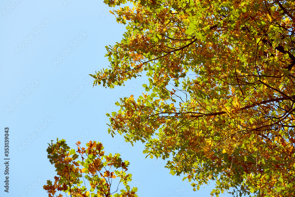 Autumn trees with yellow leaves against blue sky Autumn trees with yellow leaves against blue sky