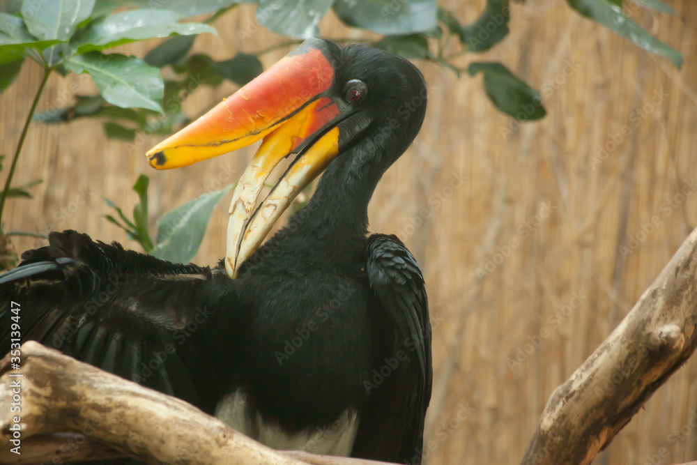 Naklejka premium Hornbill Rhino Bird