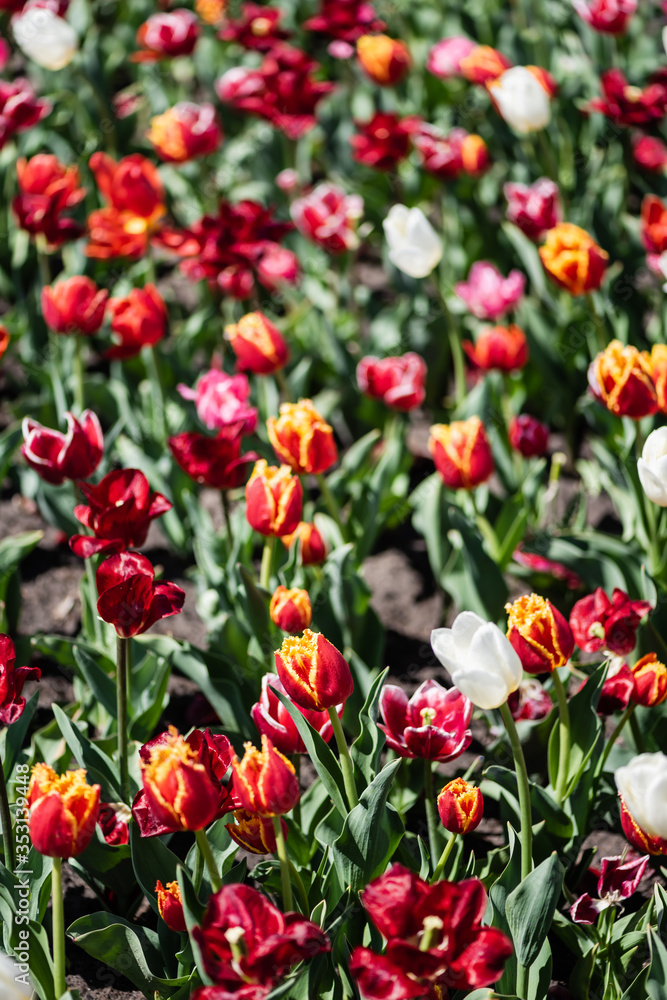 selective focus of beautiful colorful tulips with green leaves in sunlight selective focus of beautiful colorful tulips with green leaves in sunlight