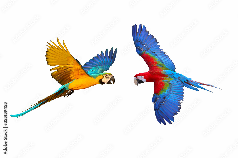 Fototapeta premium Colorful flying macaw parrots isolated on white