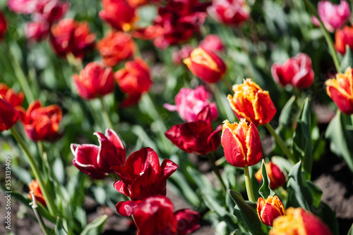 selective focus of beautiful colorful tulips with green leaves in sunlight