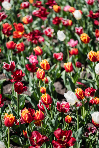 selective focus of beautiful colorful tulips with green leaves in sunlight