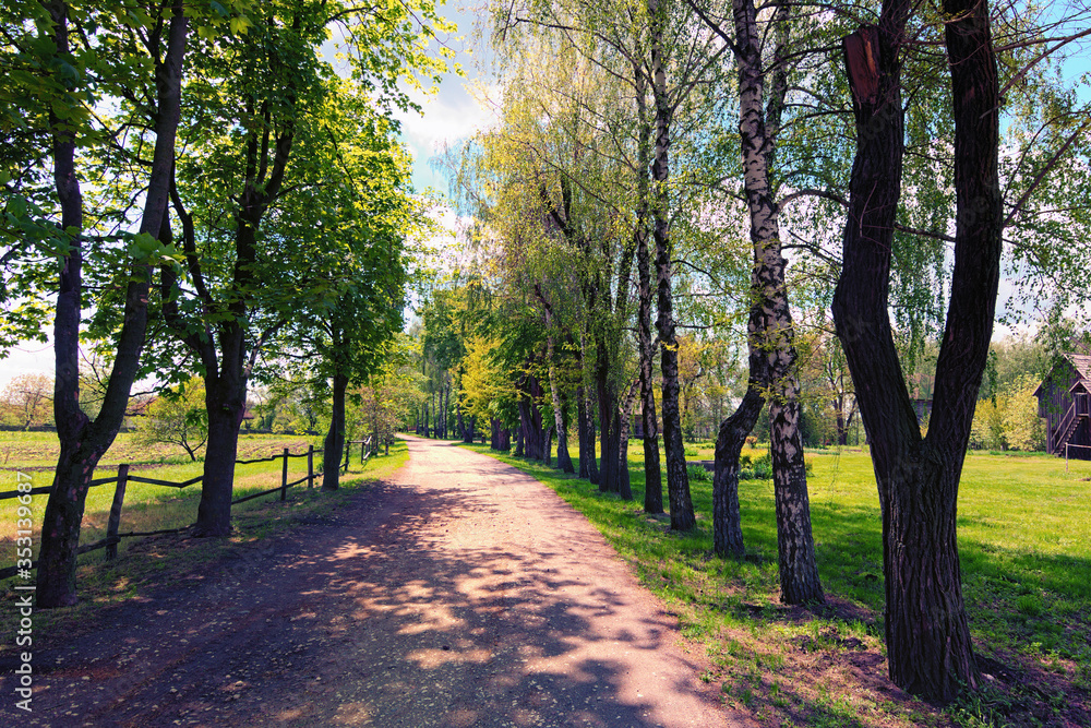 Picturesque view of old rural dirt road with rows of trees along the road. Tall poplars and birches against blue sky in sunny spring day. Ukraine. Concept of landscape and nature. Ukraine