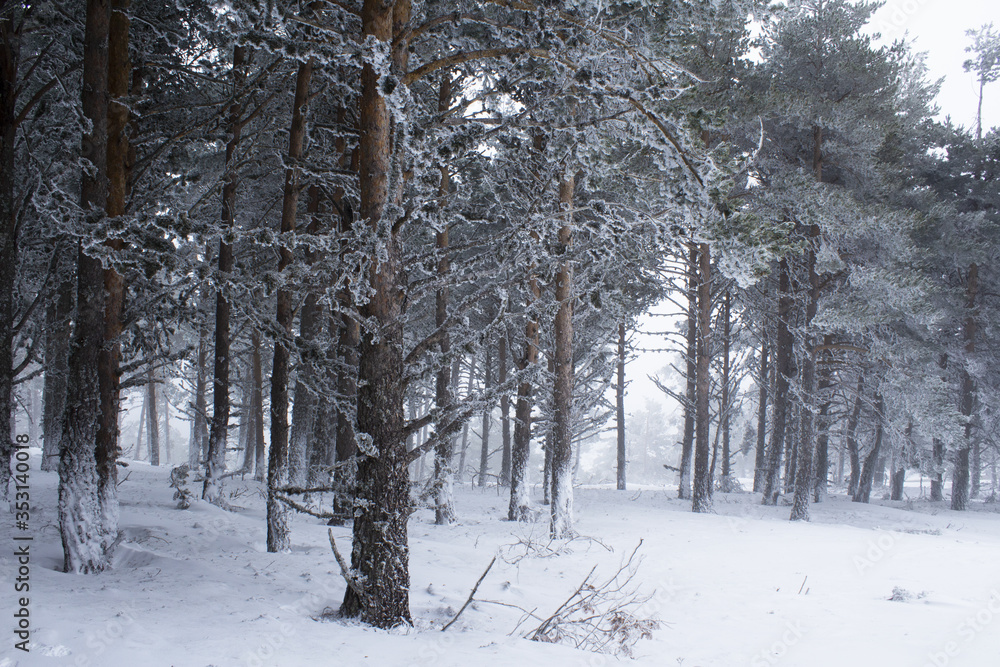 White snowy forest White snowy forest