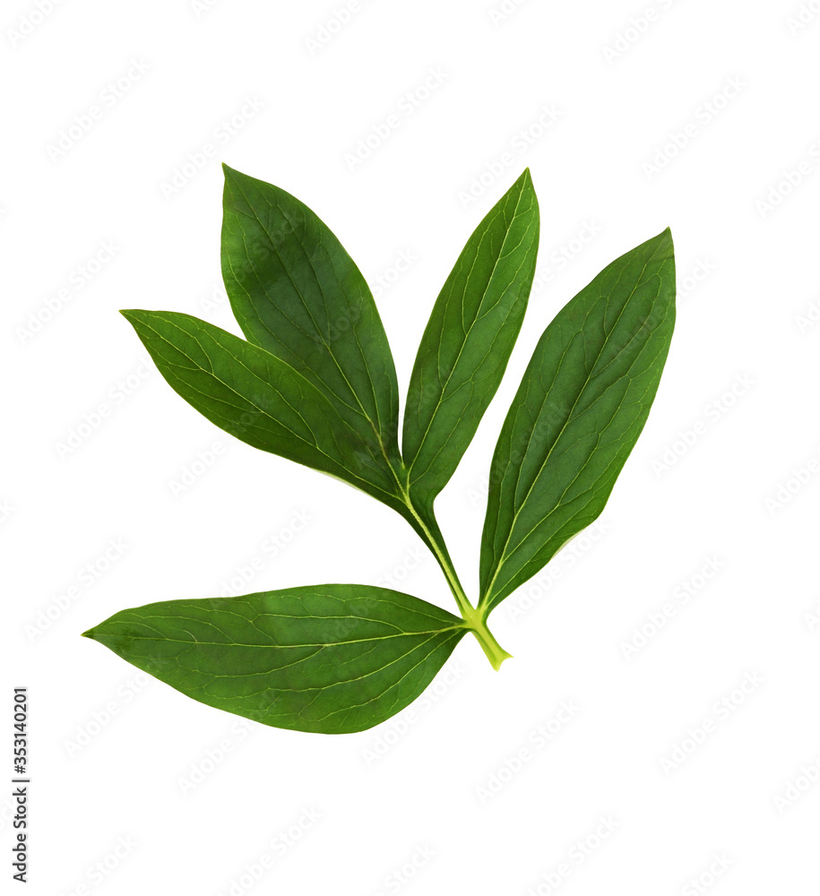 Green leaf of peony Green leaf of peony