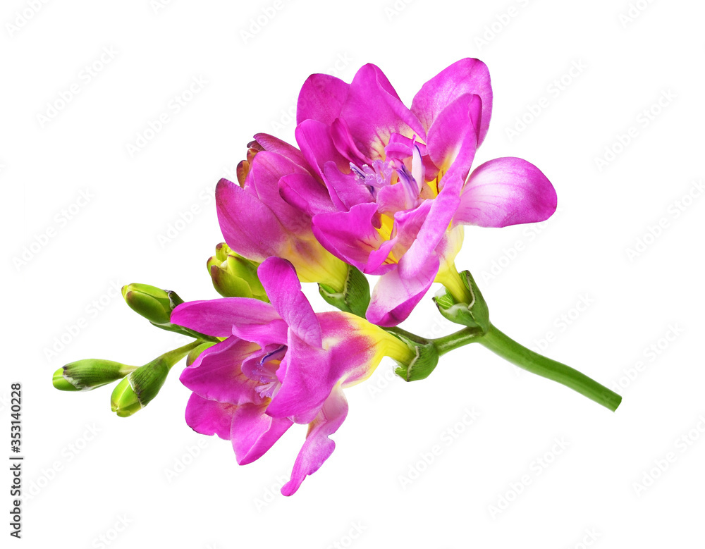 Obraz premium Pink and yellow freesia flower and buds
