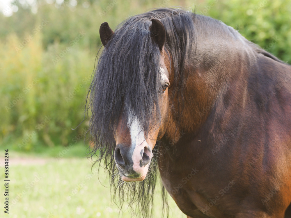 Naklejka premium Bay Stallion Headshot