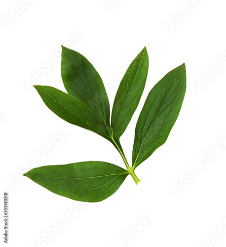 Green leaf of peony