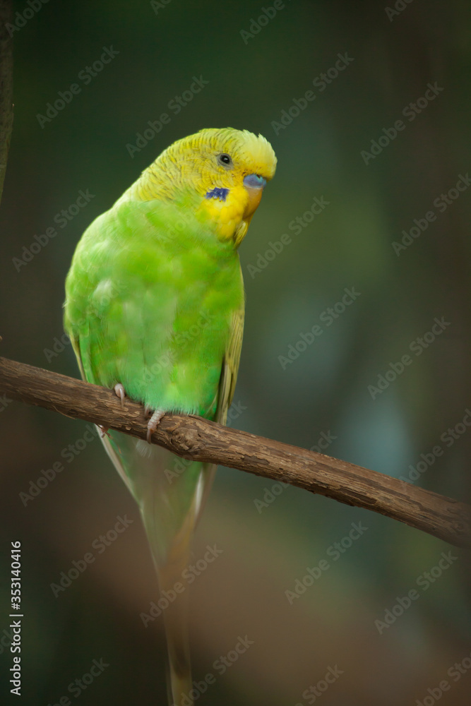 Green Parakeet perched on a limb