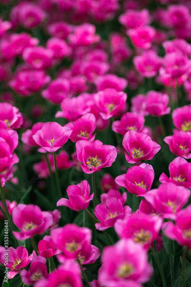 Beautiful flowers. Purple tulips in garden park Beautiful flowers. Purple tulips in garden park