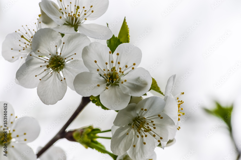 white plum blossom in the spring back lit on white background close up