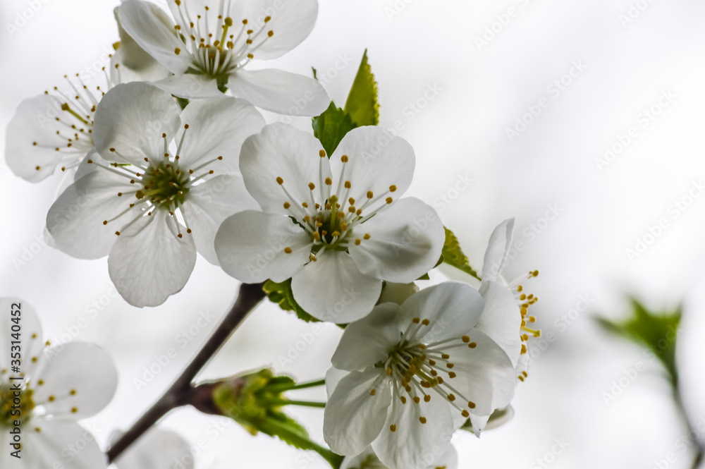 white plum blossom in the spring back lit on white background close up white plum blossom in the spring back lit on white background close up