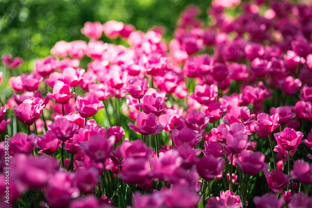 Beautiful flowers. Purple tulips in garden park Beautiful flowers. Purple tulips in garden park