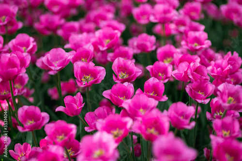 Background of spring tulip flowers 