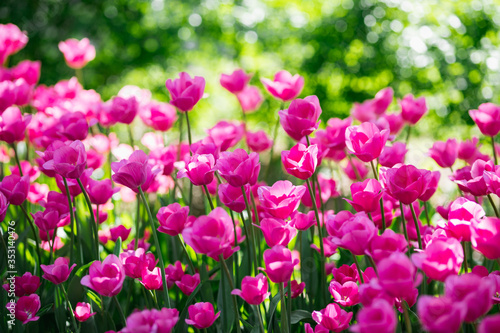 Beautiful flowers. Purple tulips in garden park