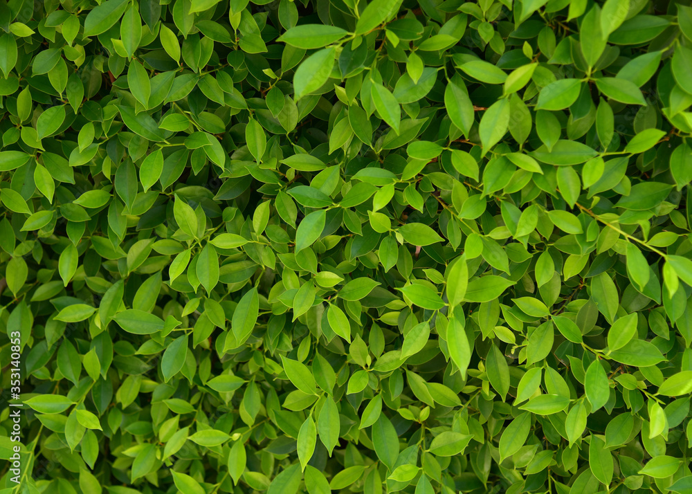 Background nature banyan tree bush, The tree decorate in the garden. Background nature banyan tree bush, The tree decorate in the garden.