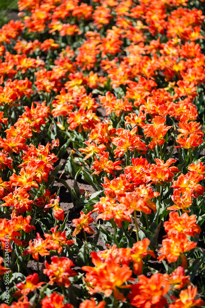 beautiful orange colorful tulips with green leaves