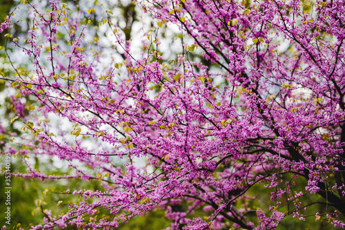 Beautiful Spring time Tree pink flower blossom