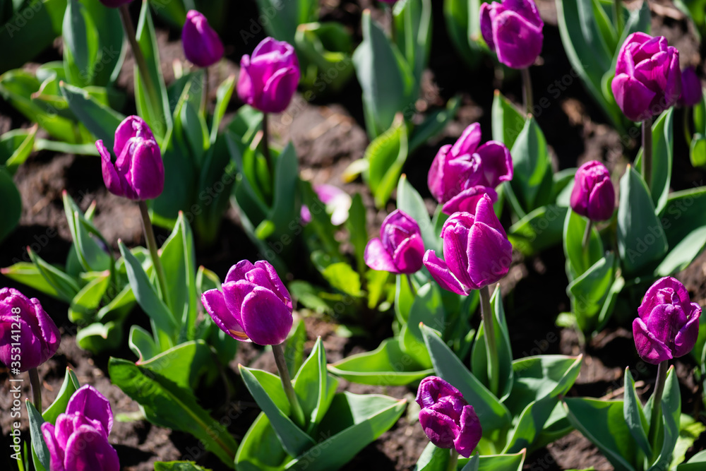 beautiful purple colorful tulips with green leaves beautiful purple colorful tulips with green leaves