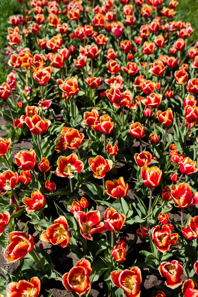 beautiful red and yellow colorful tulips with green leaves