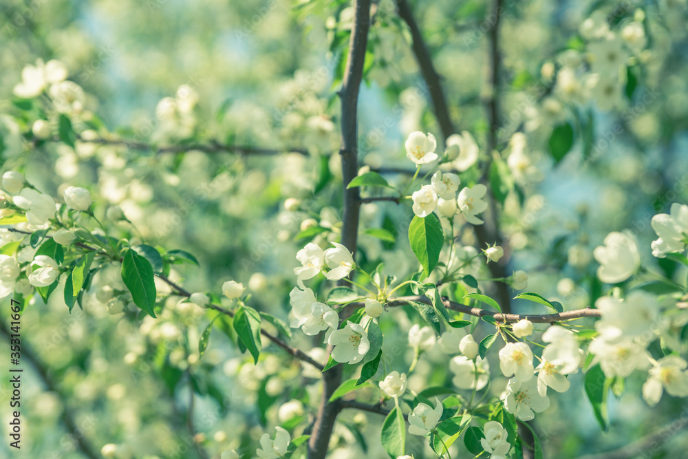 Blooming apple tree in the garden. Selective focus.