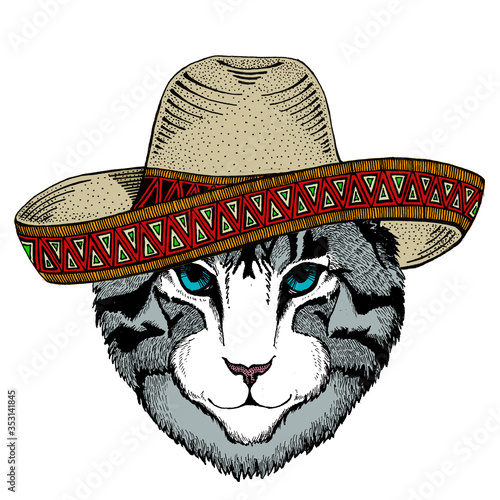 Face of domestic cat. Sombrero mexican hat. Portrait of animal. Cute kitty, kitten.