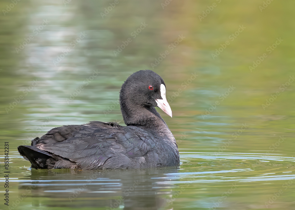 Eurasian Coot swims calmly in a lake Eurasian Coot swims calmly in a lake