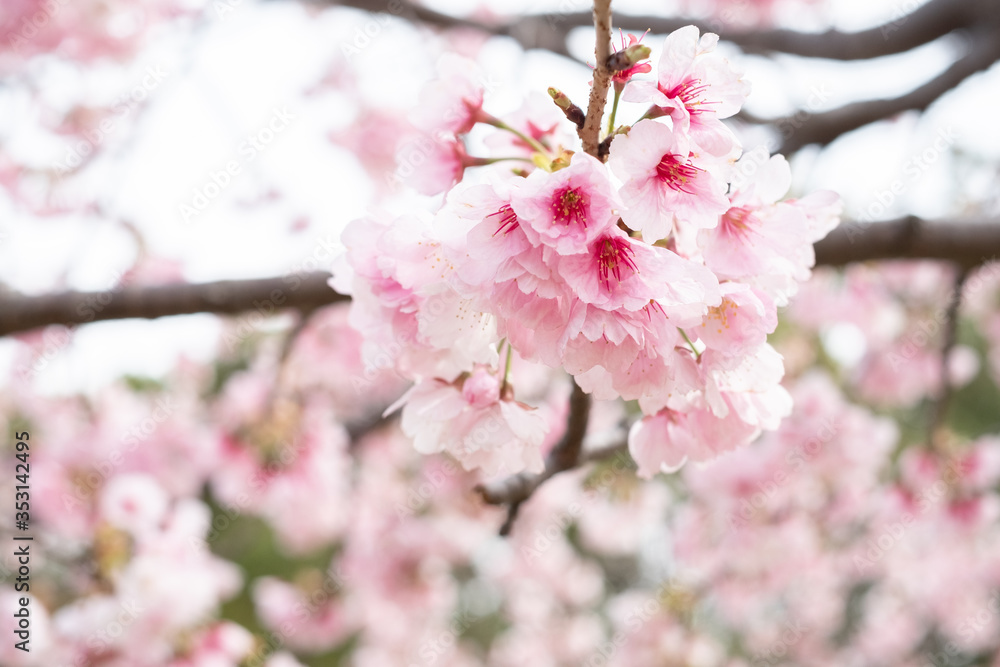 Sakura in a Park in Japan