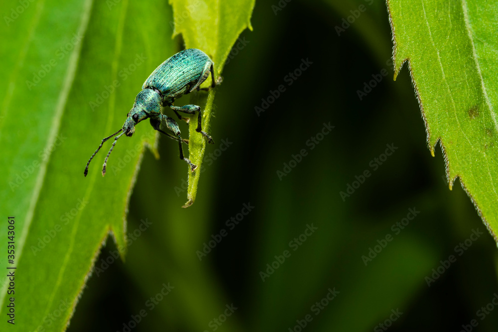 A beautiful beetle on a leaf, Phyllobius pomaceus on a leaf, macro photo A beautiful beetle on a leaf, Phyllobius pomaceus on a leaf, macro photo
