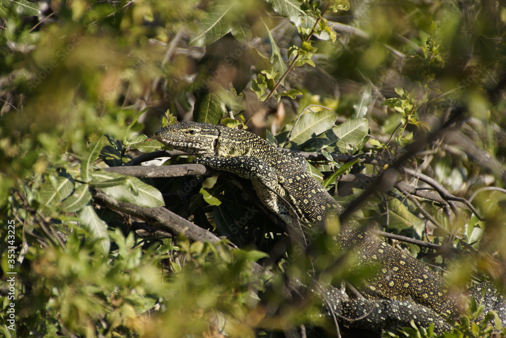 Nile monitor (Varanus niloticus) hanging on a tree besides Okavango delta in Botswana. Leguan, big lizard taking a sun bath. Photograph through branches. Nile monitor (Varanus niloticus) hanging on a tree besides Okavango delta in Botswana. Leguan, big lizard taking a sun bath. Photograph through branches.