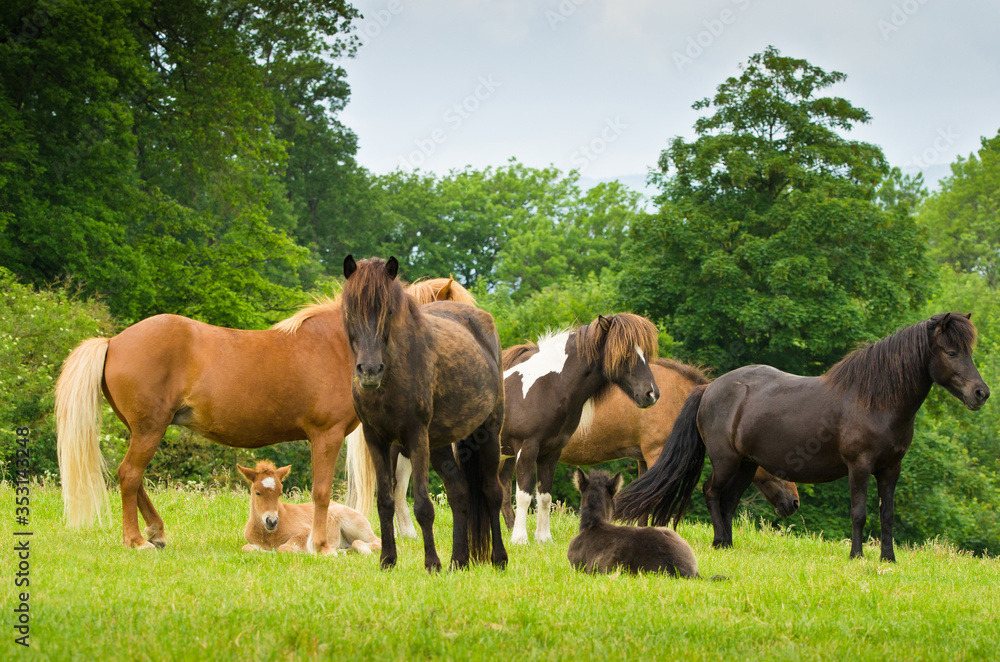 Fototapeta premium A herd of Icelandic horses with some newborn foal laying in the grass, protected by their mothers