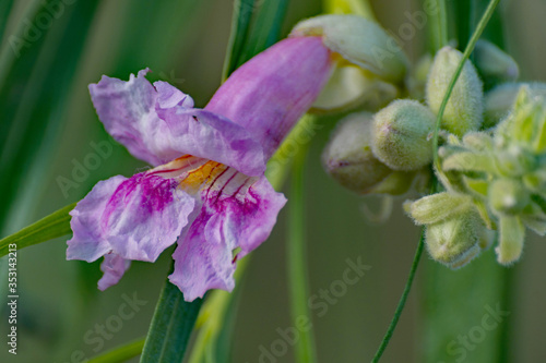 Macro, Desert Willow blooming in the southwest.
