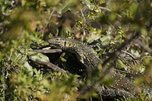 Nile monitor  Varanus niloticus  hanging on a tree besides Okavango delta in Botswana. Leguan  big lizard taking a sun bath. Photograph through branches.